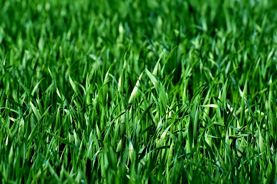 The Grass is Always Greener…